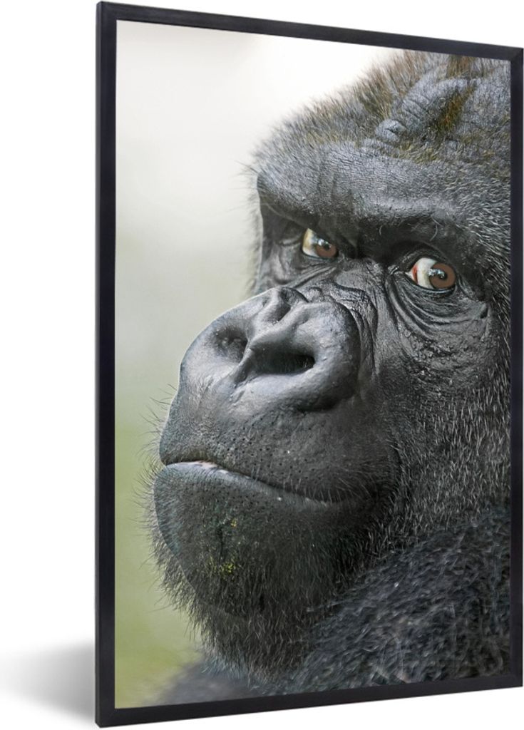 MuchoWow Gerahmtes Poster Ein erstaunlicher Gorilla 20x30 cm - Poster mit Schwarzem Bilderrahmen Wandposter Rahmen Foto Bilder - Drucken - Bilder...