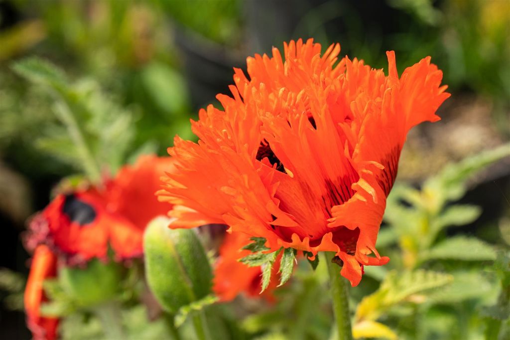 Papaver orientale 'Türkenlouis', Türkischer Mohn, leuchtend rot, ca. 11x11 cm Topf