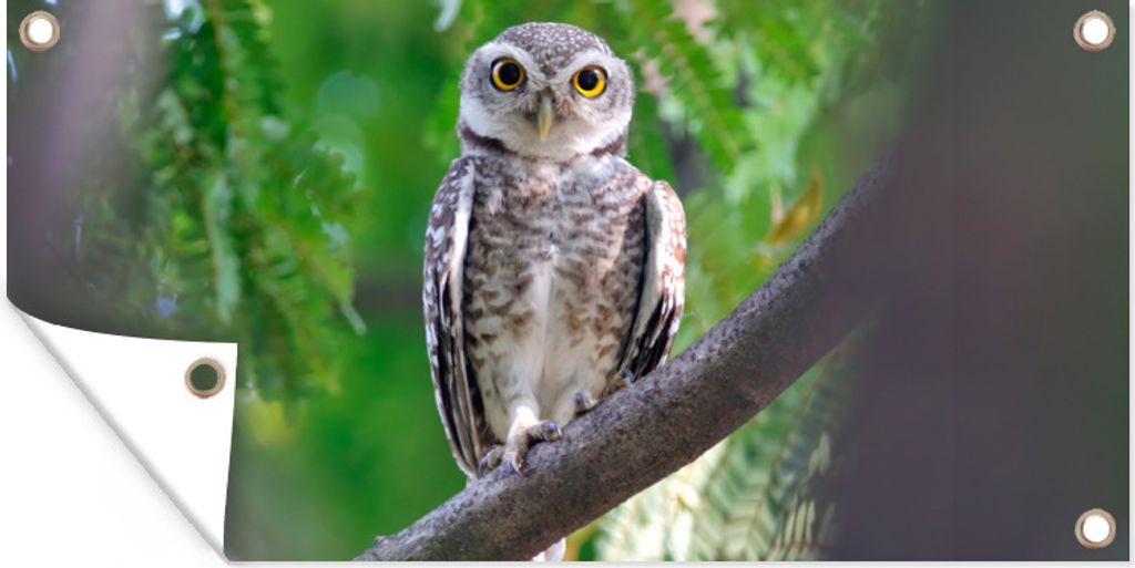 MuchoWow 60x30 cm Outdoor-Poster Gartendeko Sichtschutz Garten Poster für den Garten Eule auf Ast sitzend