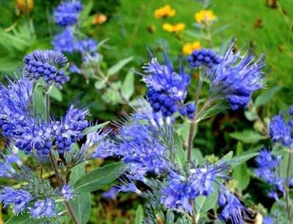 Caryopteris cland. 'Kew Blue' - Bartblume C1.5 cm Container