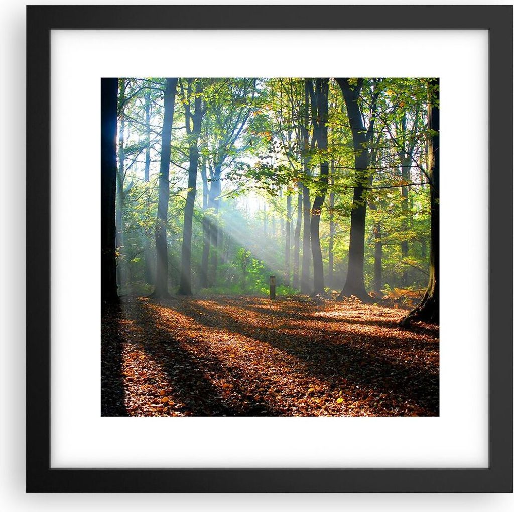 Gerahmtes Poster - Schwarzer Rahmen - Wald Blätter Sonne - Produktbild 