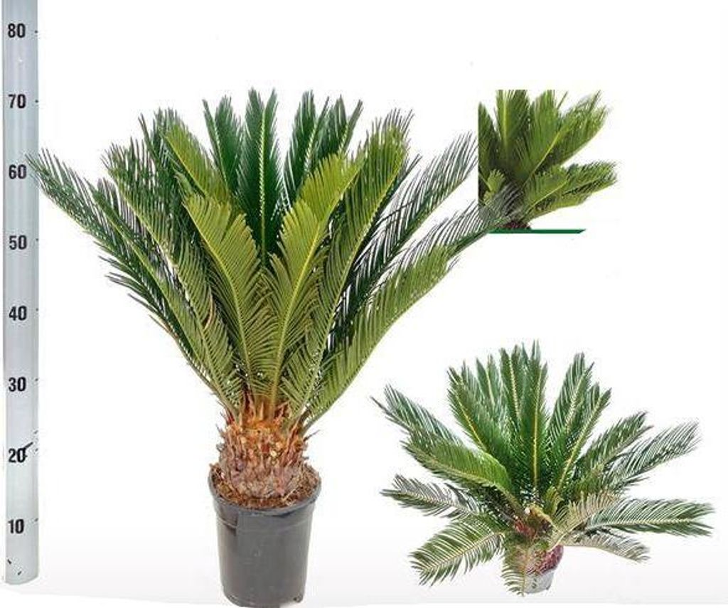 Cycas revoluta Ø17cm 60cm – Japanischer Sagopalmfarn Zimmerpflanze Exotisch