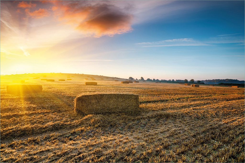 Wallario selbstklebendes Poster - Stroh auf dem Feld bei untergehender Sonne, Größe: 61 x 91,50 cm