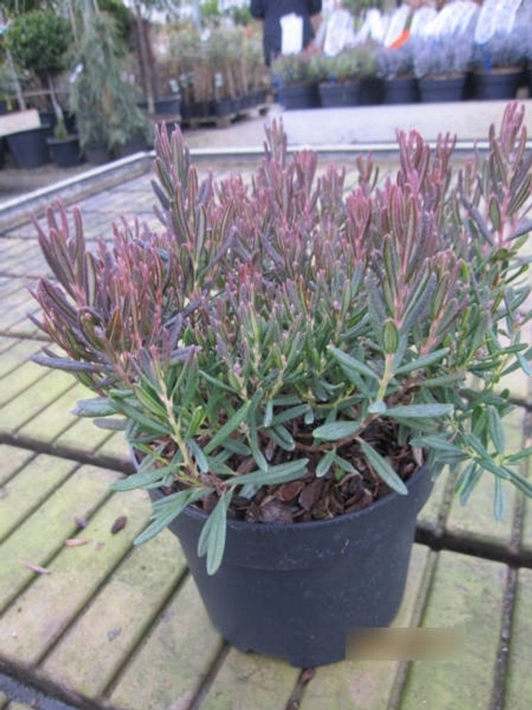 Andromeda polifolia Compacta - Zierliche Rosmarinheide Compacta - 15-20cm