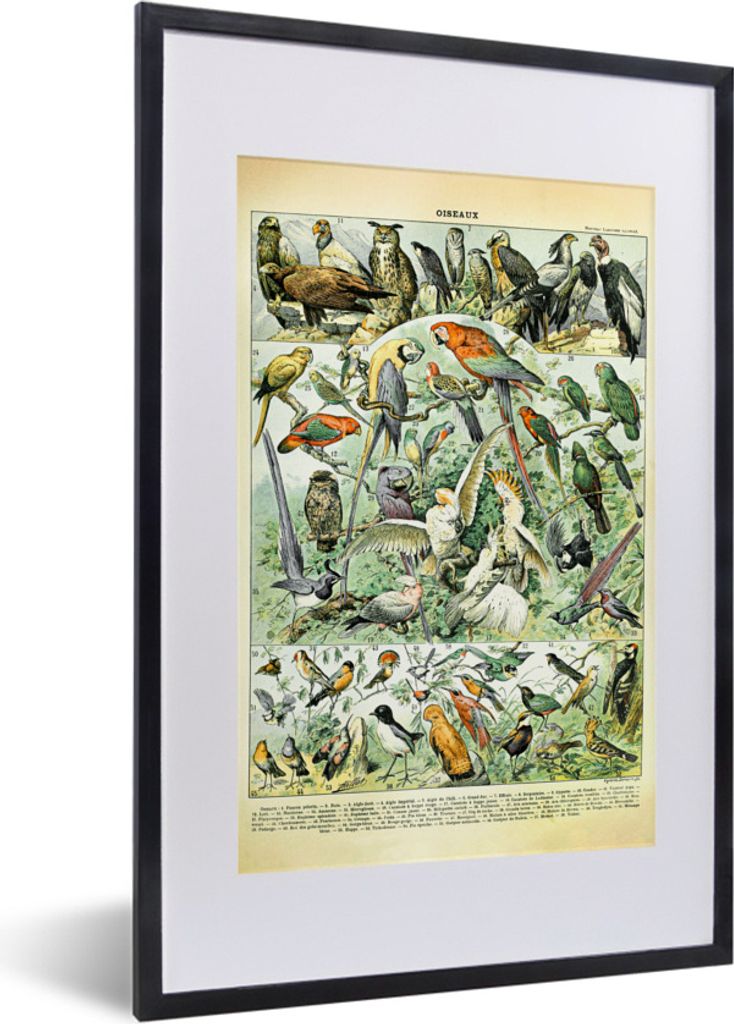 MuchoWow® Gerahmtes Poster Tiere - Vintage - Adolphe Millot Produktbild 