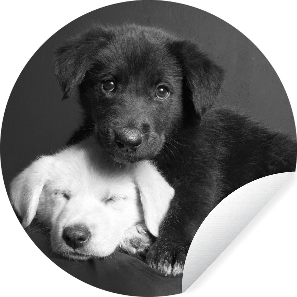 MuchoWow Runde Wandtattoo - Wandsticker Tapete Aufkleber Hunde - Welpe - Schwarz - Weiß - Tiere Ø 50 cm Selbstklebend und Repositionierbar - Wa...