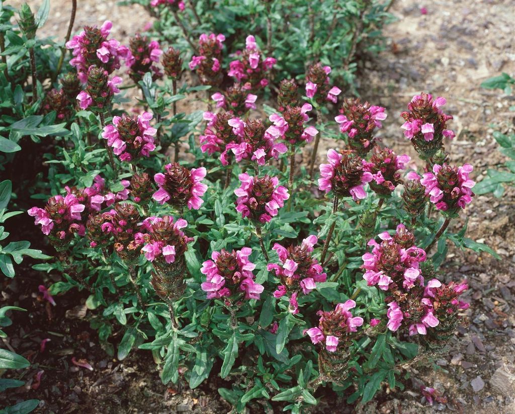 Prunella vulgaris, Braunelle, ca. 9x9 cm Topf, pflegeleicht