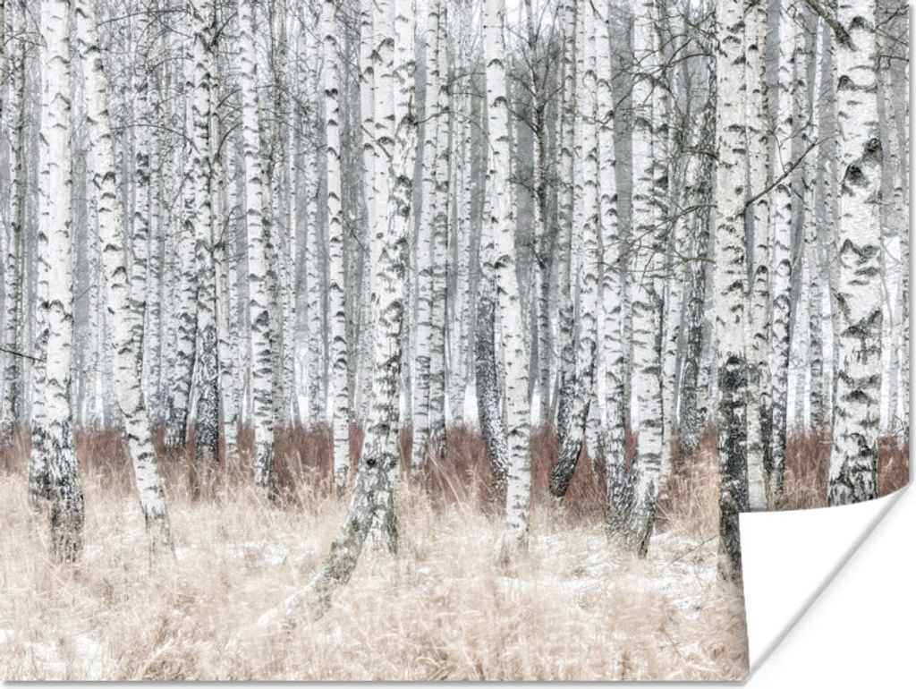 MuchoWow Poster Weiß und schwarz gefärbte Baumstämme in trockener Natur 160x120 cm - Foto Plakat