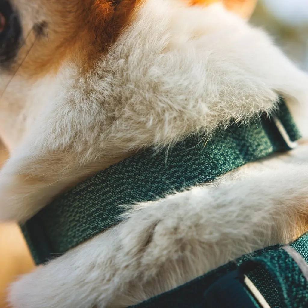 Collier de promenade Ruffwear Front Range Flex réglable bleu canard - 4