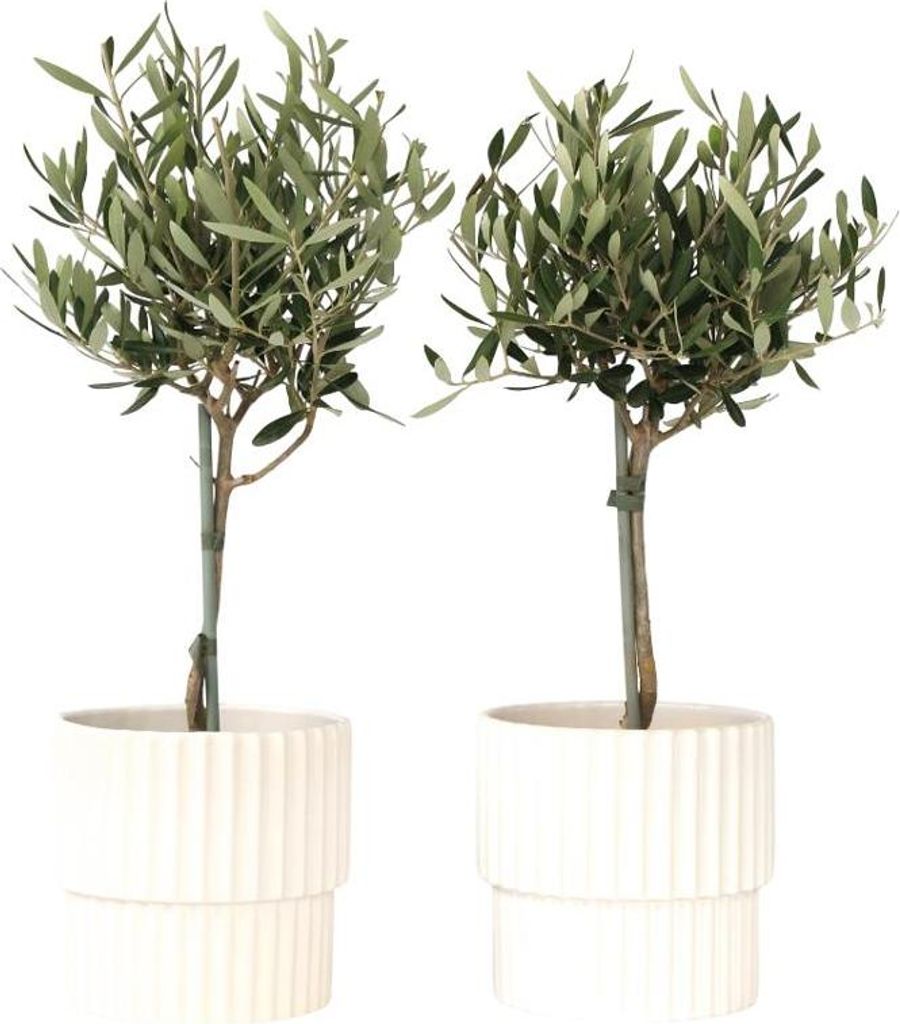 sansevieria masoniana congo Sansevieria masoniana Congo