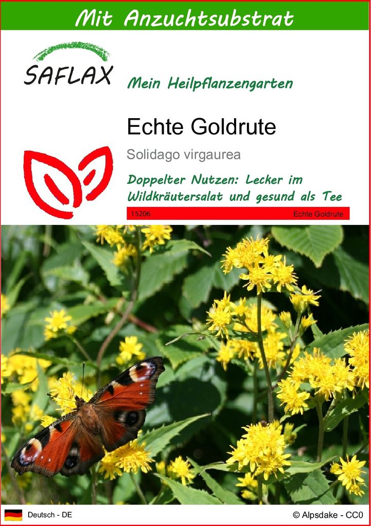 SAFLAX - Heilpflanzen - Echte Goldrute - 100 Samen - Mit keimfreiem Anzuchtsubstrat - Solidago virgaurea
