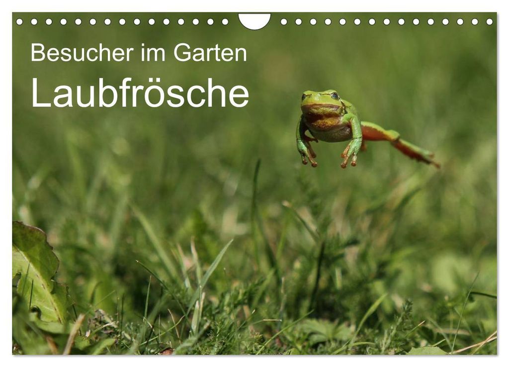 Besucher im Garten - Laubfrösche (Wandkalender 2027 DIN A4 quer), CALVENDO Monatskalender