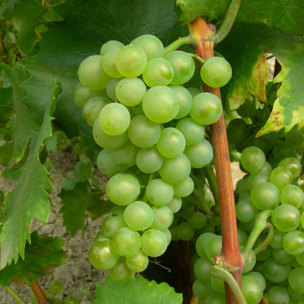 Weinrebe Bianca 2L