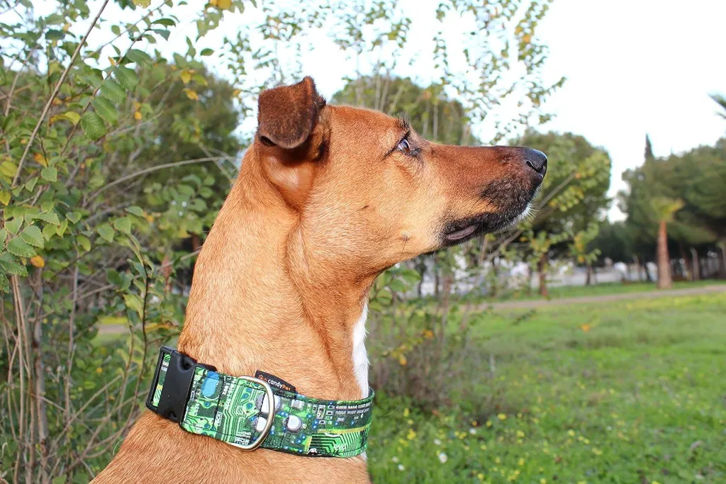 Collier chien à clic doublé coton doux avec puce électronique de suivi