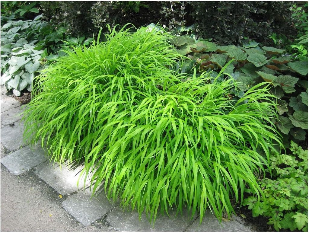 Stauden Gänge 1 x Hakonechloa macra im 1 Liter Topf - Japanisches Berggras - Ziergras mit Anmut und fernöstlichem Flair - Japangarten