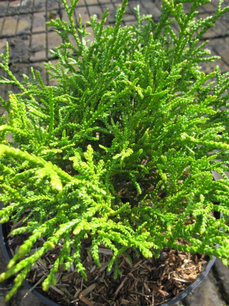 Zwerg-Hiba-Lebensbaum Nana - Thujopsis dolobrata Nana - 10-15cm