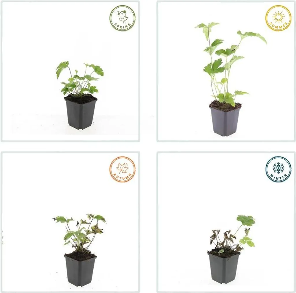 Anémone d'automne Robustissima plante robuste pour sol difficile x12