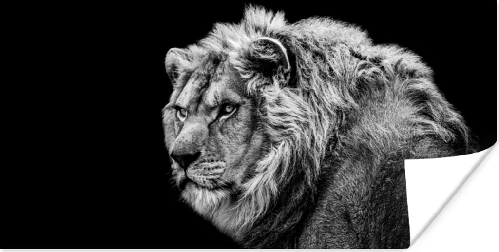 MuchoWow Poster Löwe - Porträt - Wildtiere - Schwarz - Weiß 80x40 cm - Wanddeko