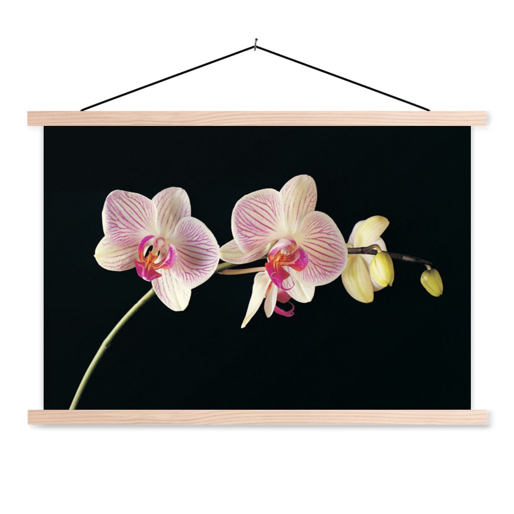 MuchoWow Textilposter Orchidee - Blumen - Schwarz - Rosa - Knöpfe 60x40 cm mit holzfarbenen Rahmen - Bilder