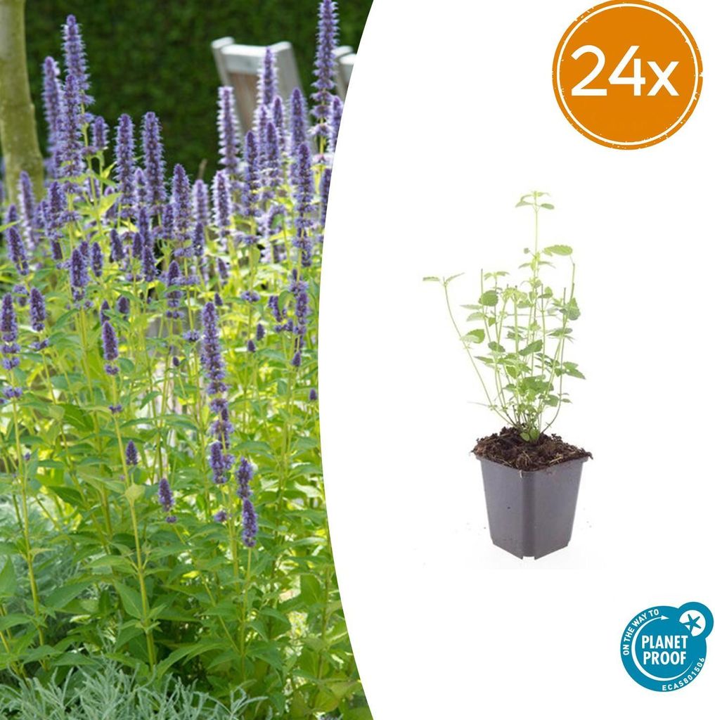 Agastache 'Black Adder' | 24 Stück - 10-25cm - Ø9cm - Gartenpflanze