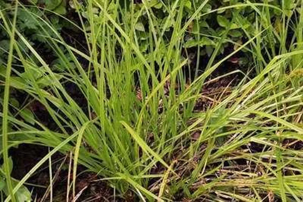 6 x Carex elata Stricta - Carex élevé en pot de 9cm pour bassin