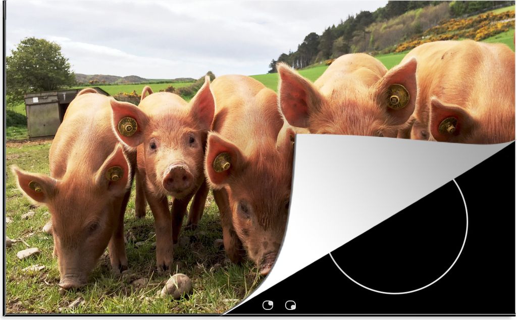 KitchenYeah Herdabdeckplatte Schweine - Groß - Tiere , 90x52cm, Küche Deko, Glaskeramikfeld Herdabdeckung, Abdeckplatte fùr Kochfeld