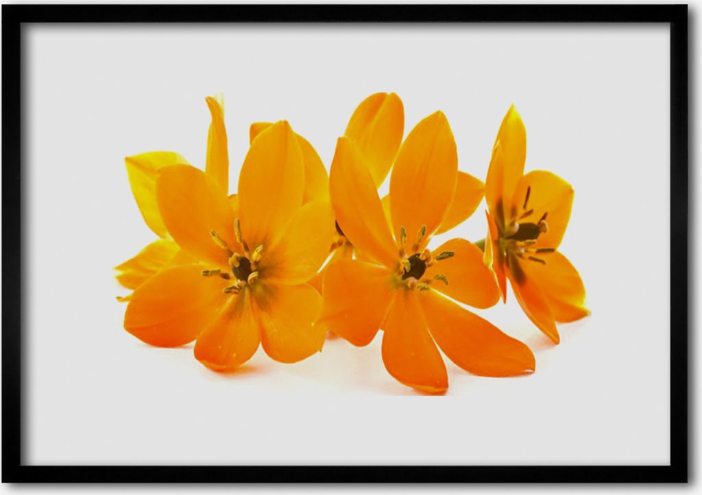 Bild 70x50 MDF-Rahmen Wandkunst Orange Pflanze Blumen