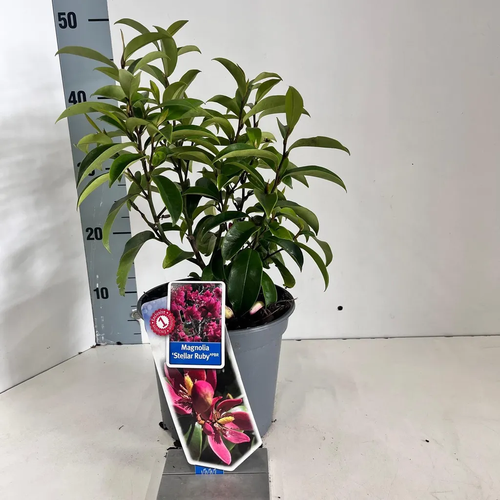 Arbuste Magnolia Stellar Ruby au parfum sucré - 40-50 cm en pot