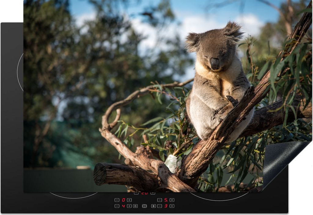 KitchenYeah Herdabdeckplatte Koala - Eukalyptus - Australien , 76x51cm, Küche Deko, Glaskeramikkochfeld Herdabdeckung, Abdeckplatte fùr Kochfeld
