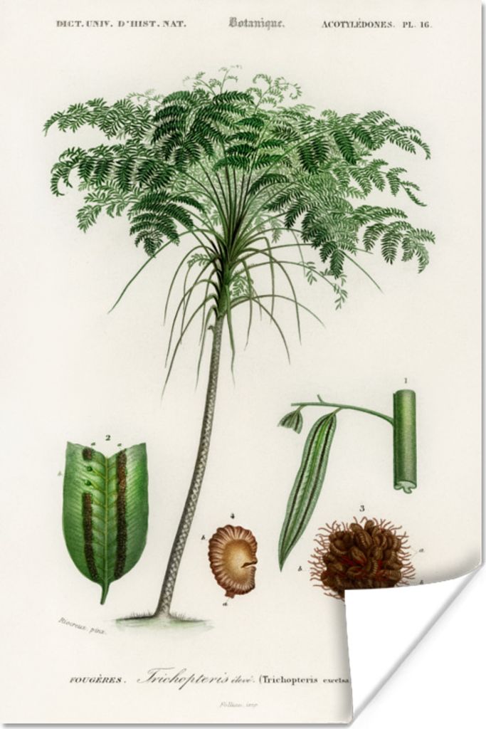 MuchoWow Poster Baum - Vintage - Saatgut 120x180 cm - Kunstposter