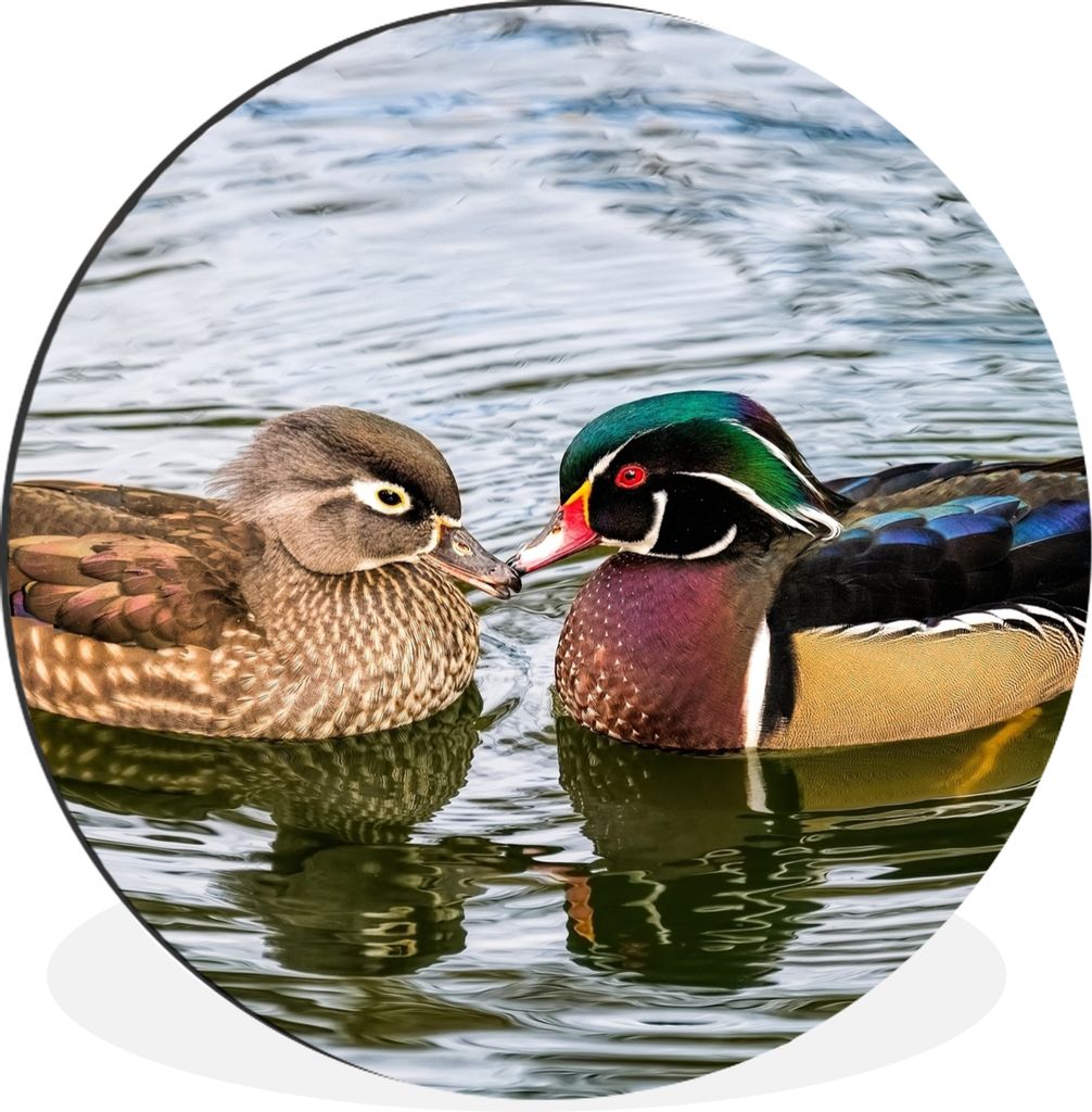 MuchoWow Aluminium Wandkreis Ente - Vögel - Wasser - Federn - Tiere Ø 90 cm Wanddeko Modern Wohnzimmer - Mauerkreis - Wandbilder - Runde Bild -...