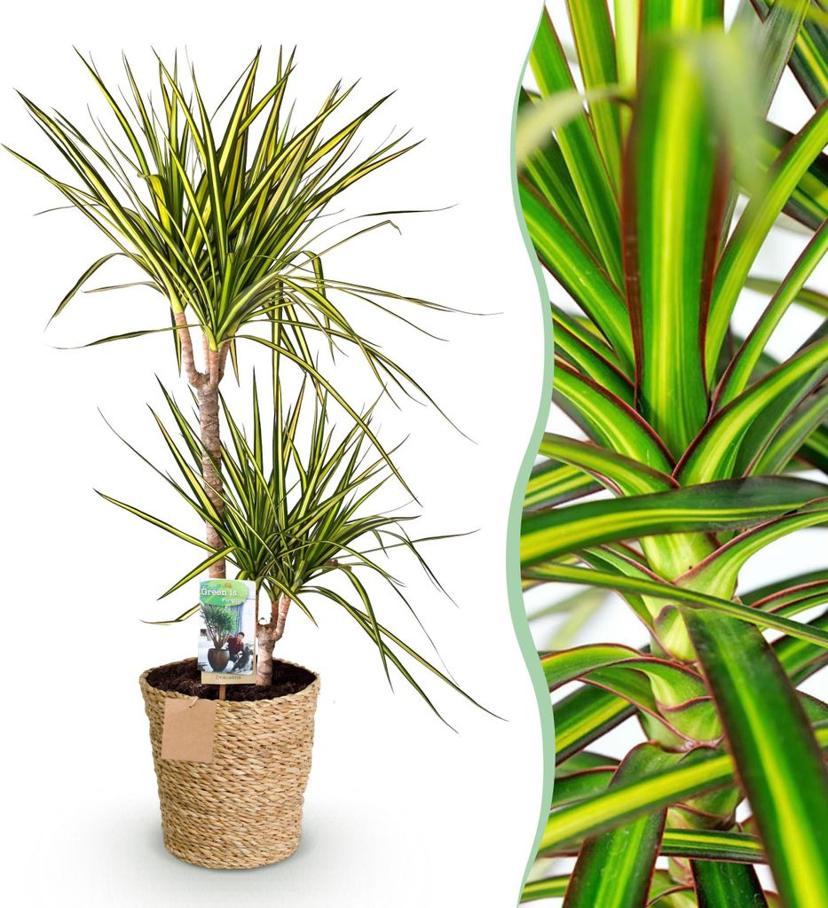 Dracaena Sunray - Drachenbaum - Pflegeleicht - mit Korb - Grün - 90-100cm - Ø21cm - Zimmerpflanze - Immergrün