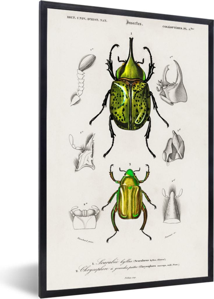 MuchoWow MuchoWow Gerahmtes Poster Käfer - Jahrgang - Insekten 20x30 cm - Poster mit zchwarzem Bilderrahmen - Drucken - Bilder Poster im Rahmen