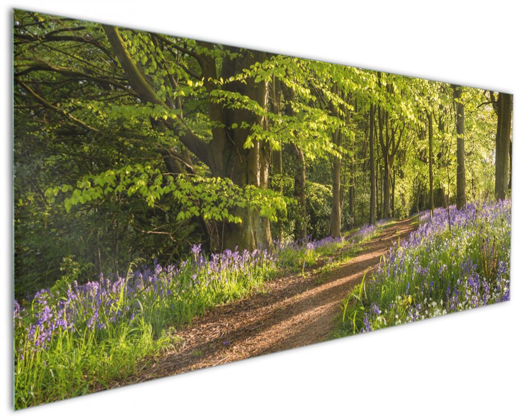 Wallario Küchenrückwand aus Glas, Größe: 125 x 50 cm, Motiv: Blaues Hasenglöckchen im Sommerwald | Spritzschutz | abwischbar | pflegeleicht | in
