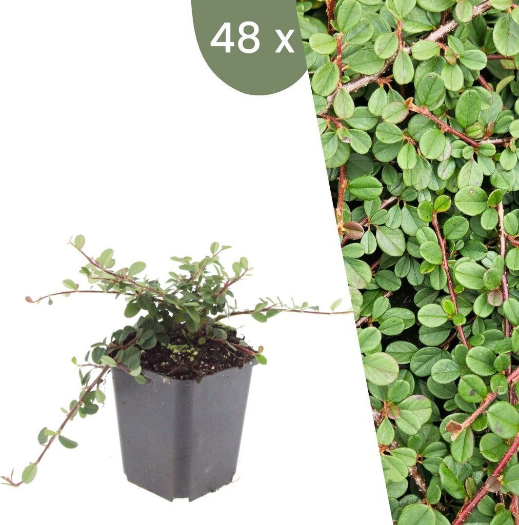 Plants by Frank | 48 Zwergmispel Pflanzen | Cotoneaster praecox 'Queen of Carpets' | Bodendecker Winterhart | Stauden Winterhart | Gartenpflanzen