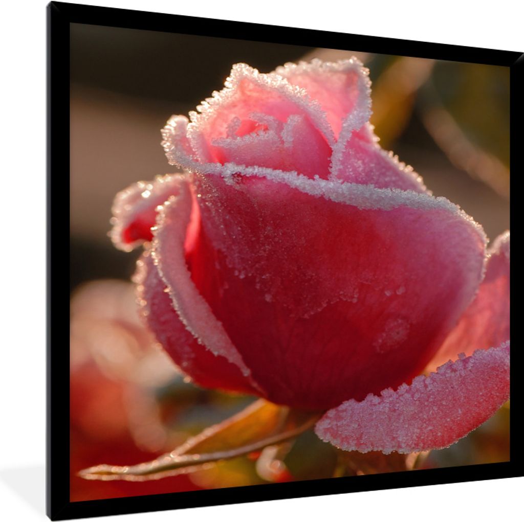 MuchoWow MuchoWow Gerahmtes Poster Gefroren - Rose 40x40 cm - Poster mit zchwarzem Bilderrahmen - Mit Rahmen - Wanddekoration Schlafzimmer