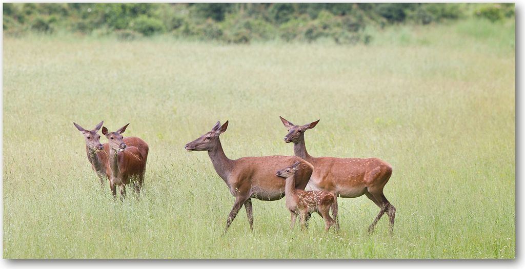 Tulup Leinwandbild - 140x70 cm - Wandkunst - Drucke auf Leinwand - Leinwanddruck - Tiere - Braun - Reh Kitz