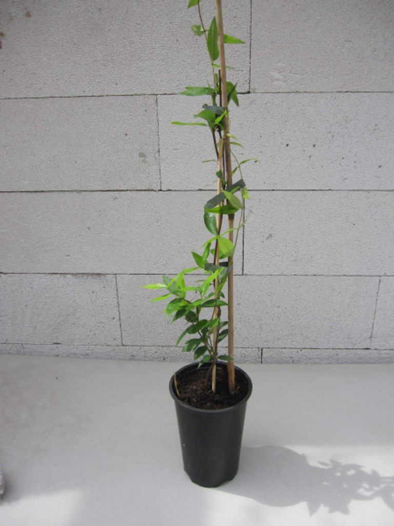 Carolina Jasmin - Gelber Jasmin - Gelsemium sempervirens