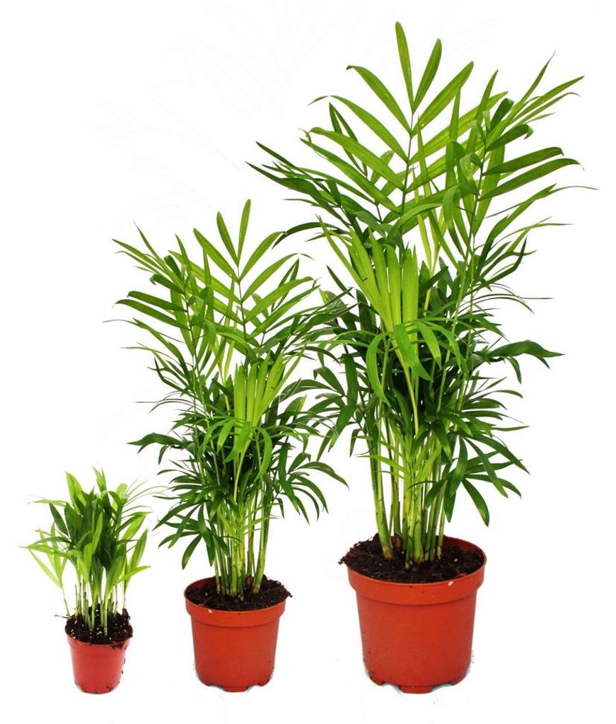 Zimmerpflanzen-Trio "Vater-Mutter-Kind" - Set mit 3 Chamaedorea-Pflanzen in 3 Größen - Bergpalme