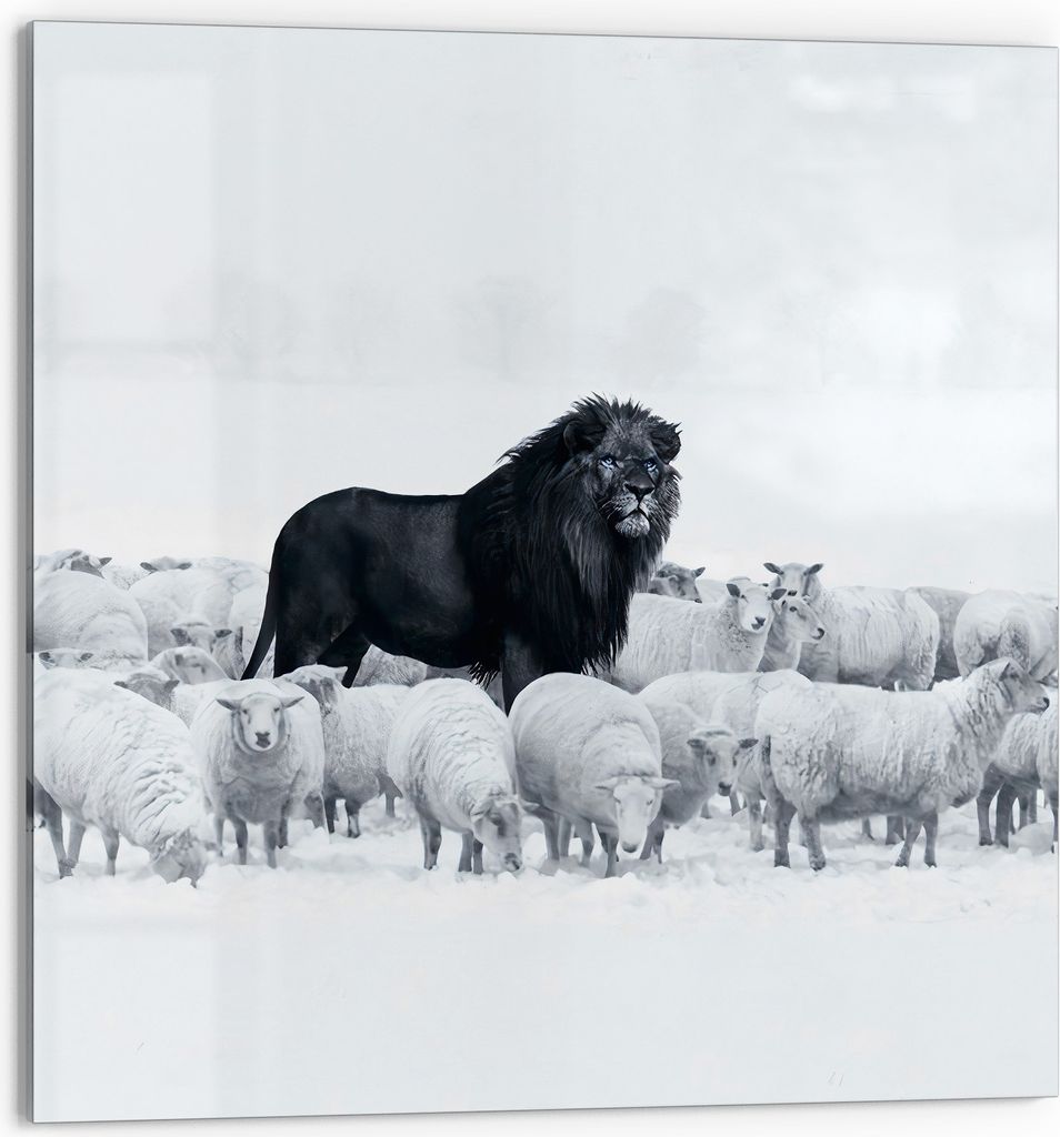DEQORI Küchenrückwand Glas 60x60 cm 'König der Herde' Spritzschutz Bad Rückwand Küche