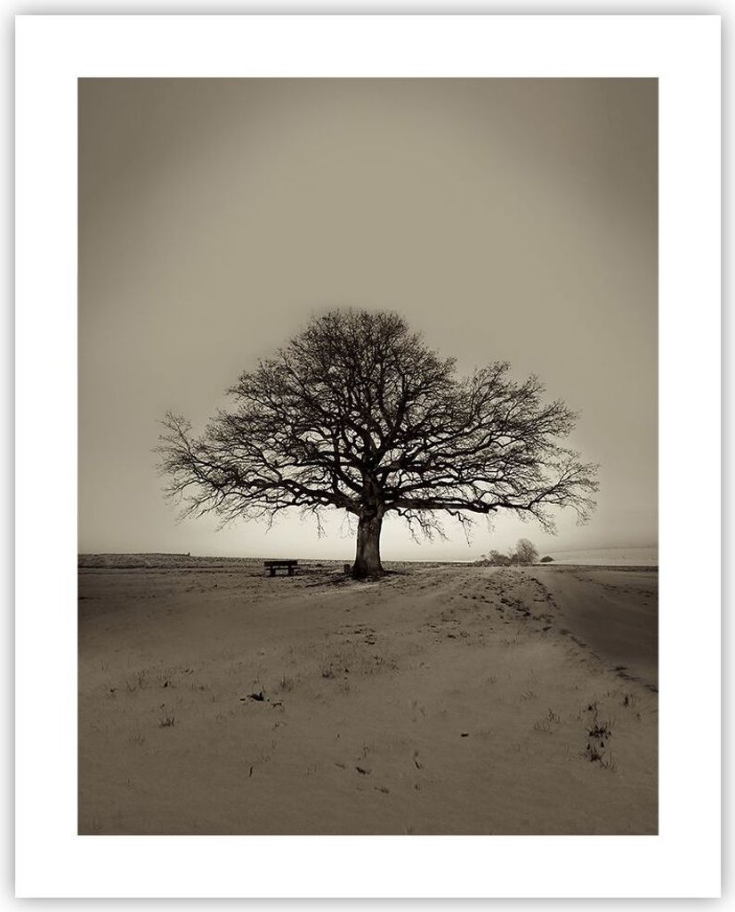 Poster - Poster ohne Rahmen - Baum Schnee Sepia - 40x50 cm Produktbild 