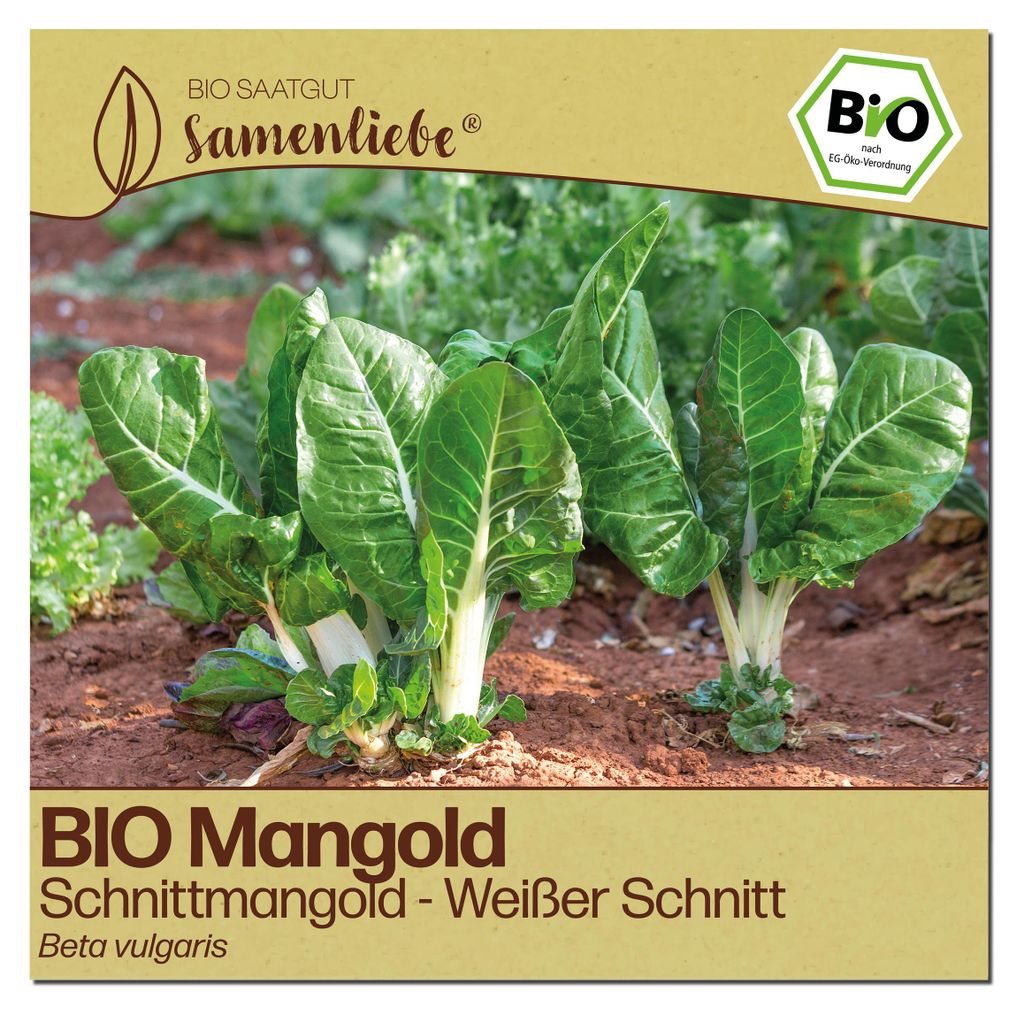 Samenliebe Mangold Samen | Schnittmangold - winterhart & weiß - samenfestes Saatgut