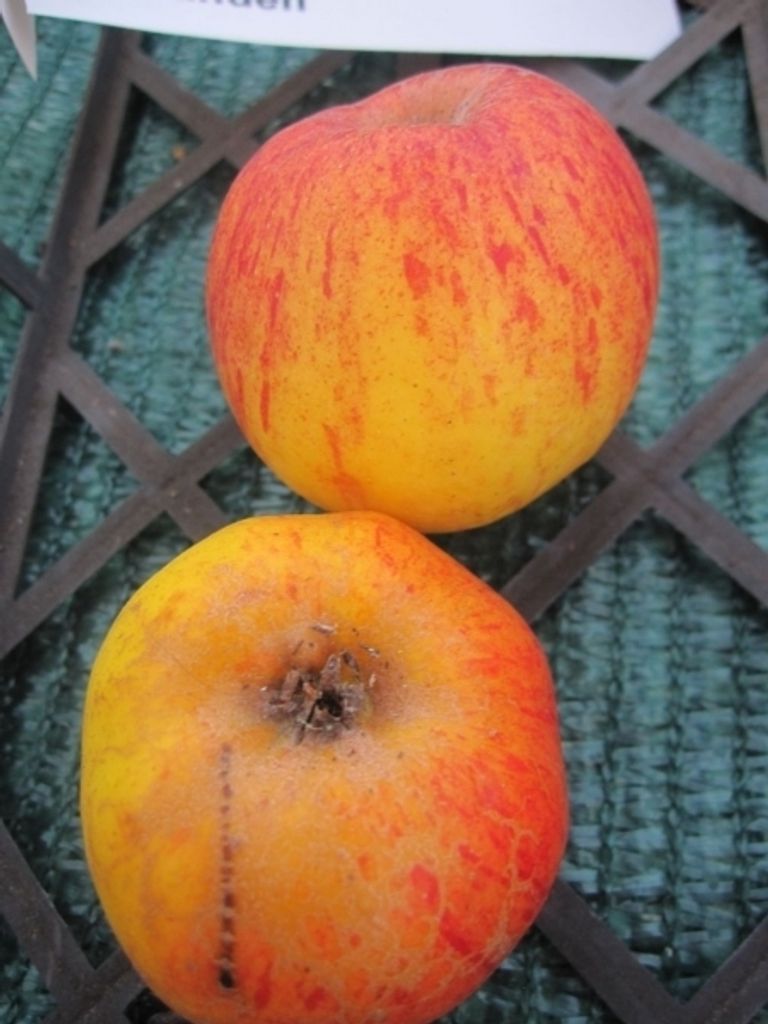 Malus Wohlschmecker aus Vierlanden - Sommerapfel Wohlschmecker aus Vierlanden