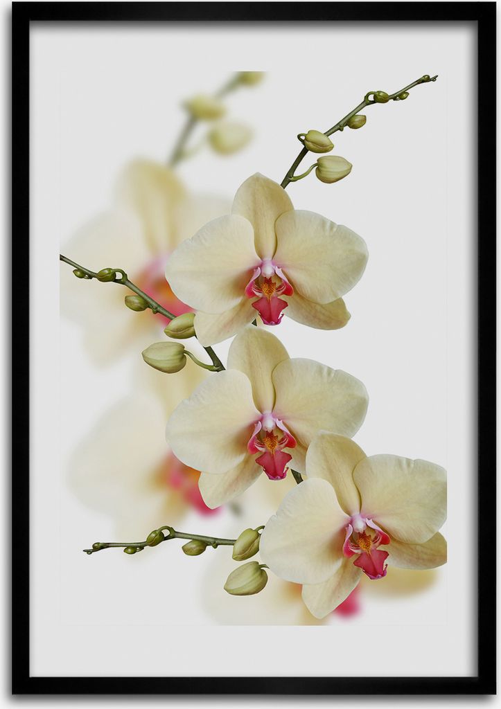 Bild - Bilderrahmen - Foto - 70 cm x 100 cm - MDF - Rahmen - Wandkunst - Orchidee