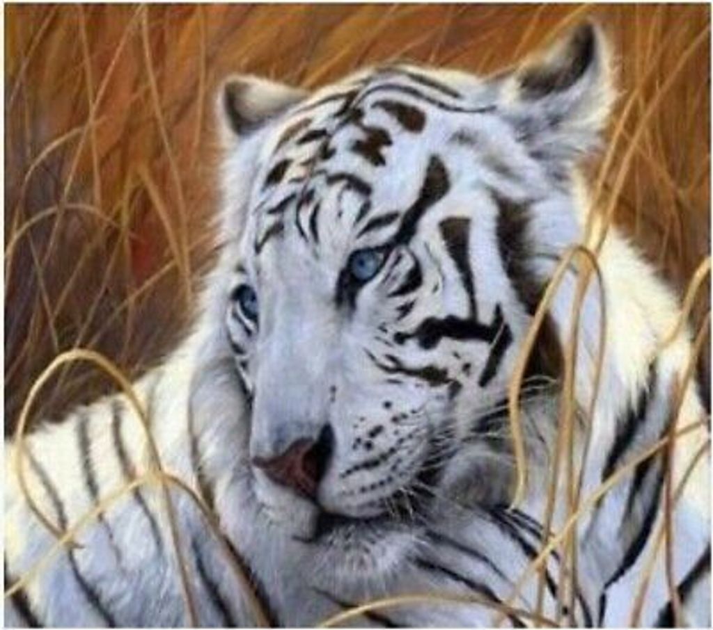 50x40 cm Malen nach zahlen Set mit Holzrahmen Weißer Tiger