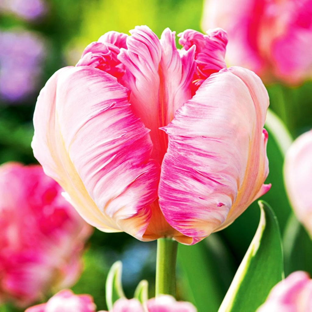 Tulpen Blumenzwiebeln Zwiebeln Blumen Tulpenzwiebeln Tulpe Produktbild 
