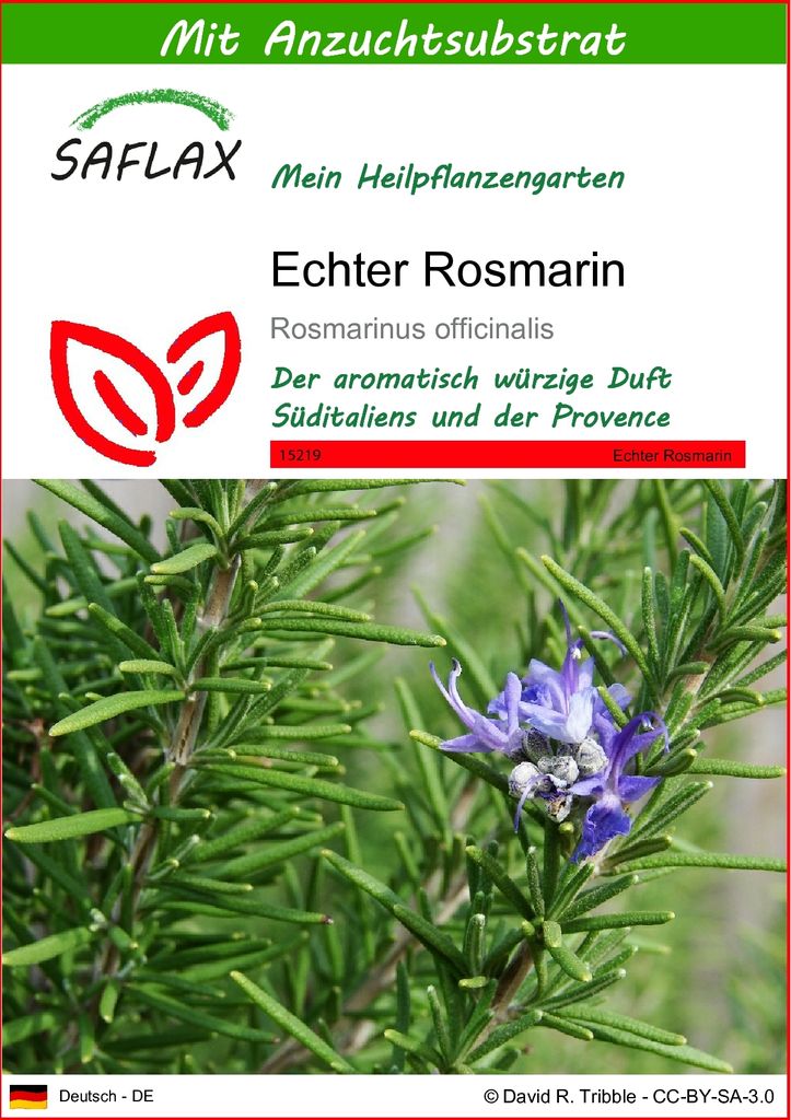 SAFLAX - Heilpflanzen - Echter Rosmarin - 100 Samen - Mit keimfreiem Anzuchtsubstrat - Rosmarinus officinalis