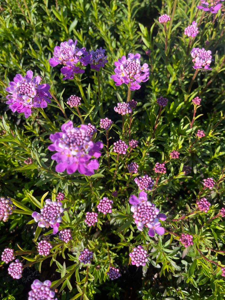 6 x Iberis Sempervirens 'Absolutely Amethyst' - Schleifenblume - Topf 9 x 9 cm