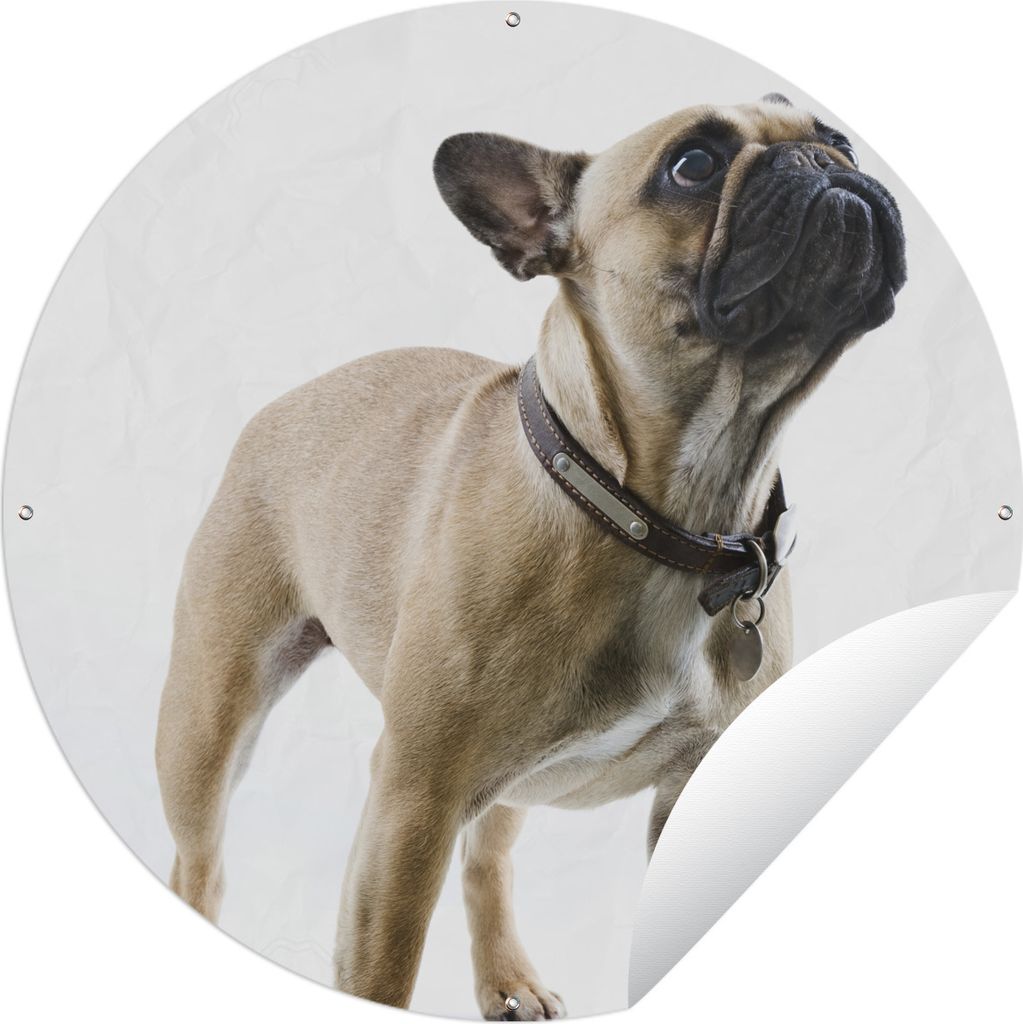 MuchoWow Gartenposter Outdoor-Poster Rund Französische Bulldogge - Halsband - Braun Ø 90 cm Gartendeko Rundes Poster draußen