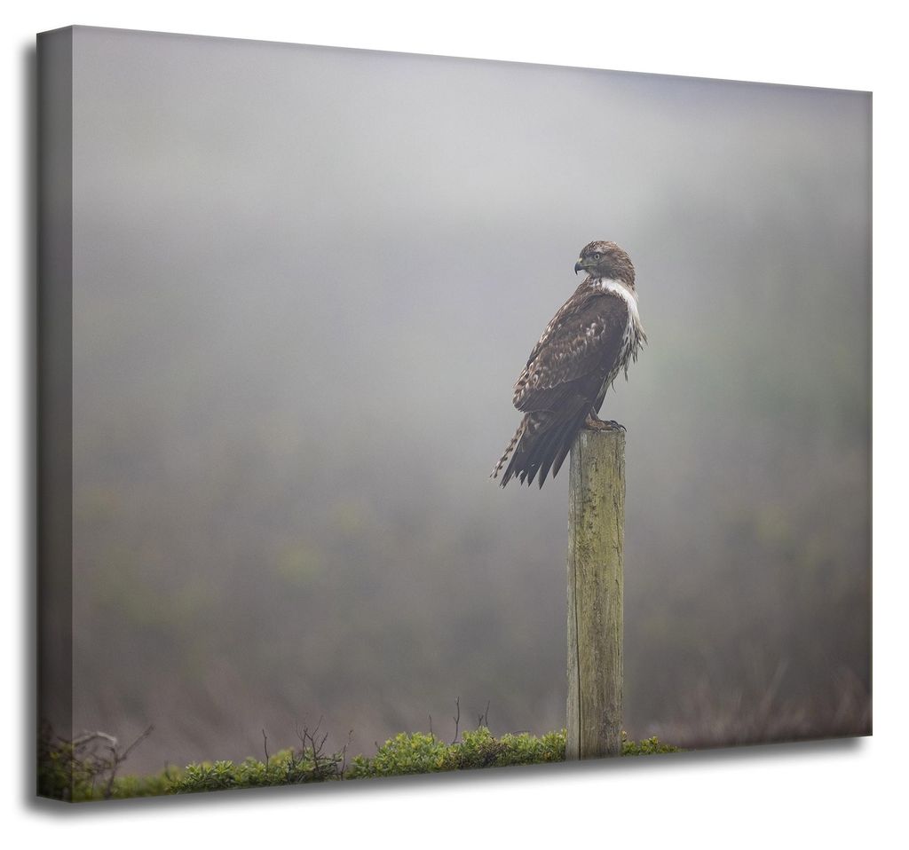 Leinwanddruck Tiere Vogel Falke 50x40 cm